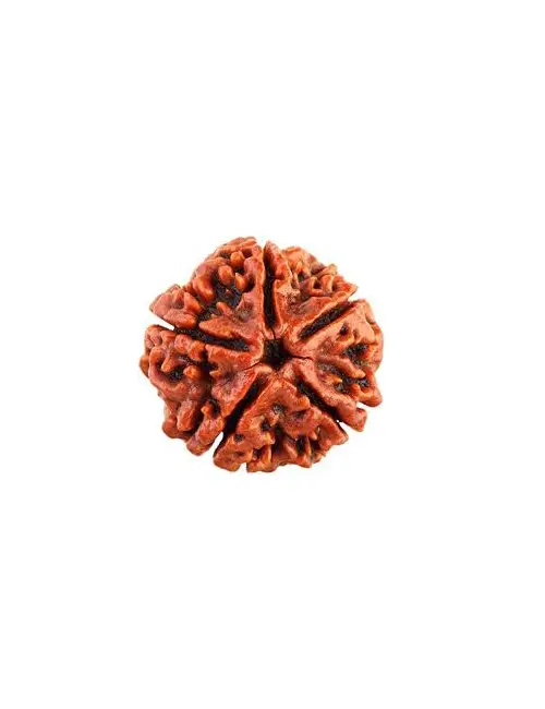 Five Face Rudraksha
