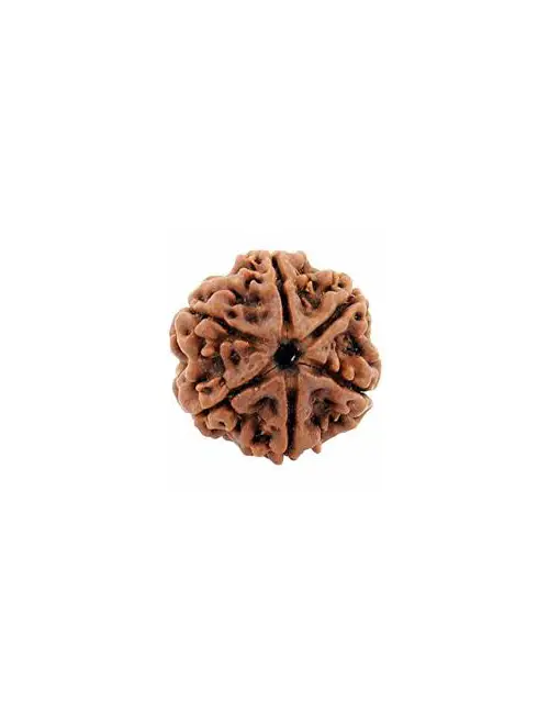 Six Face Rudraksha