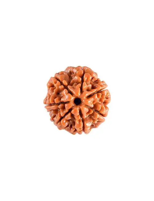 Seven Face Rudraksha
