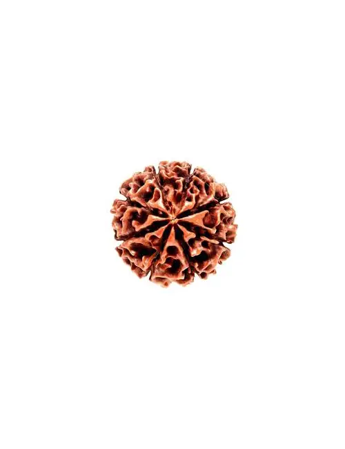 Eight face Rudraksha
