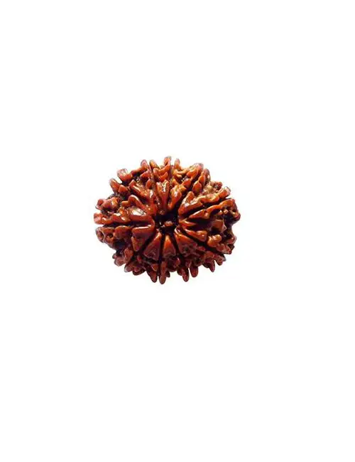 Ten Face Rudraksha